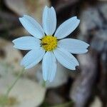 Chaetopappa asteroides Flower