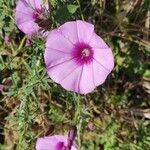 Convolvulus althaeoides Flower