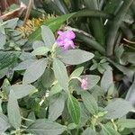 Ruellia humilis Kvet