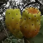 Opuntia ficus-indica Frucht