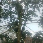 Carica papaya Плід