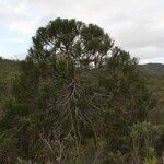 Dacrydium araucarioides Celota