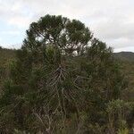 Dacrydium araucarioides Habit