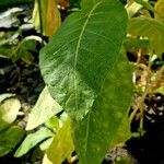 Nicotiana tabacum Blad