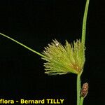 Carex bohemica Плід