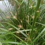 Cyperus longus Virág