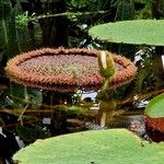 Victoria amazonica