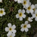Androsace pubescens Облик
