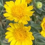 Hertia cheirifolia Çiçek