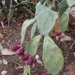 Opuntia stricta Habit