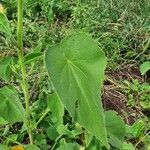 Abutilon mauritianum Leaf