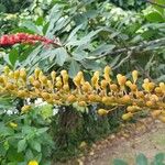 Norantea guianensis Flower