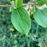 Lonicera japonica Blad