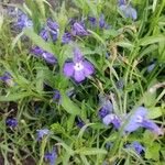 Lobelia erinusKvět