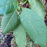 Phytolacca americana Blatt