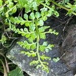 Asplenium obovatum Blad