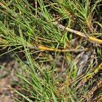 Distichlis spicata 葉