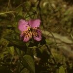Rhexia virginica Blüte