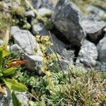 Saxifraga paniculata Blüte