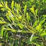 Acacia longifolia पत्ता