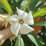 Cerbera manghas Blüte