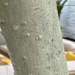 Morus macroura 樹皮