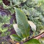 Castanea pumila Leaf