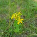 Hypericum perforatumFlower