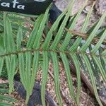 Pteris vittata ഇല