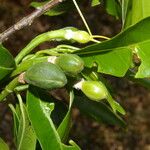 Erblichia odorata Fruit