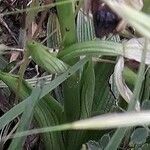 Ophrys bertolonii Feuille