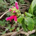 Salvia oxyphora Flor