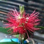 Callistemon citrinusBlodyn