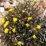 Gutierrezia mandonii Habit