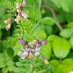 Vicia sepium Fiore