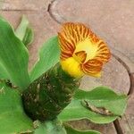 Costus malortieanus Flower