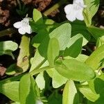 Lindernia dubia 葉