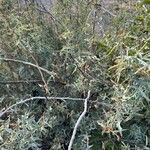 Mahonia trifoliolata Hoja