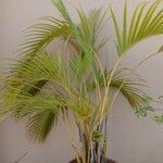 Dypsis lutescensFolha