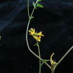 Corydalis caseana عادت داشتن