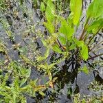 Veronica anagallis-aquaticaFlower