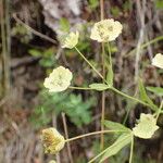 Bupleurum stellatum Цвят