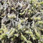 Echium parviflorum Flor