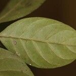 Siparuna decipiens Yaprak