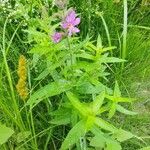 Lythrum salicaria Blad