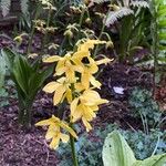 Calanthe discolor Blüte