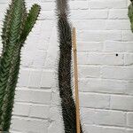 Alluaudia montagnacii Hábito