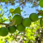 Dovyalis caffra Frucht