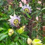 Passiflora caerulea Õis