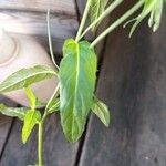 Epilobium roseum Lehti